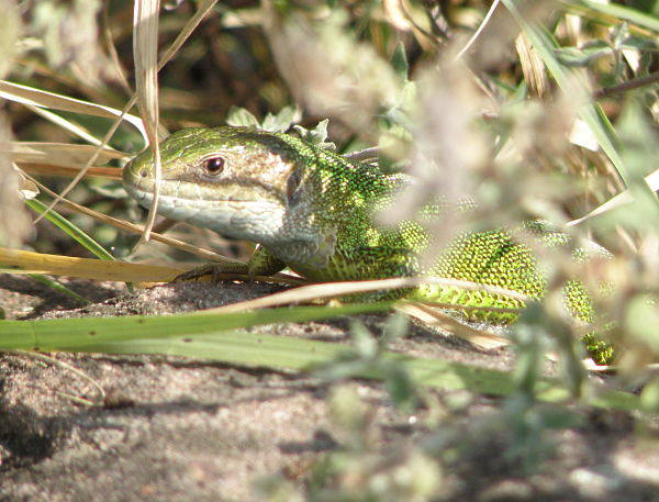 Lacerta viridis