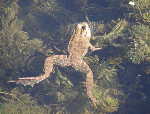 Pelophylax ridibundus