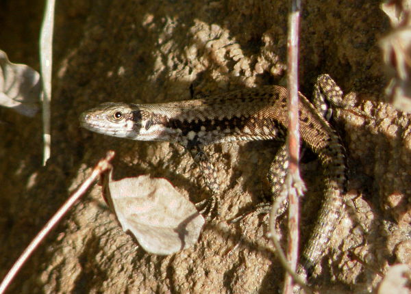 Podarcis muralis