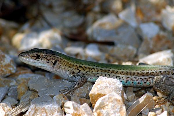 Podarcis melisellensis