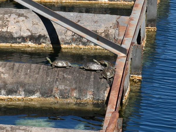 Mauremys rivulata