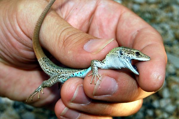 Podarcis melisellensis