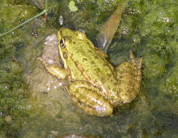 Pelophylax ridibundus