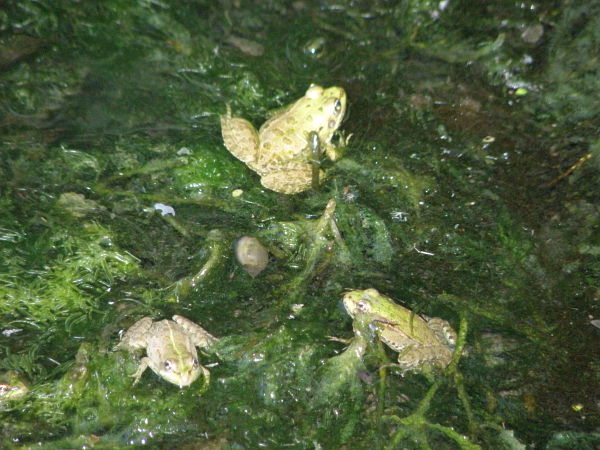 Pelophylax ridibundus