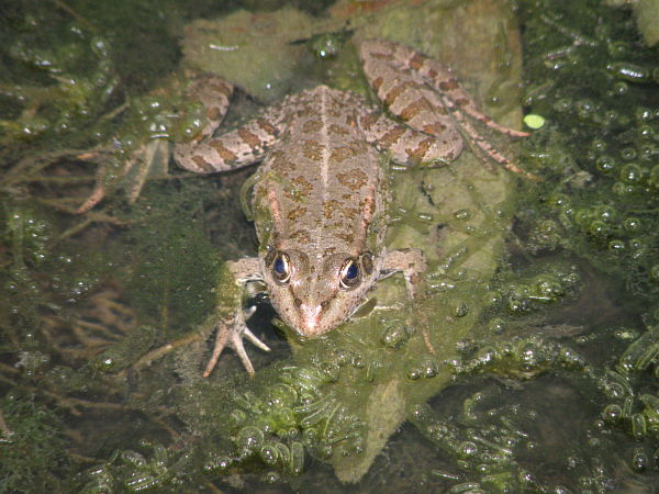 Pelophylax ridibundus