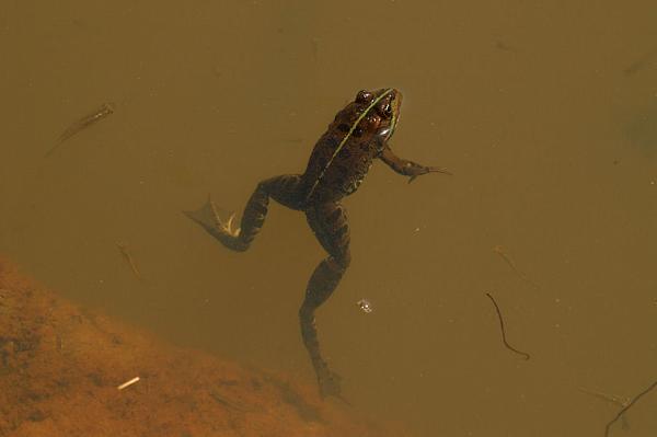 Pelophylax ridibundus