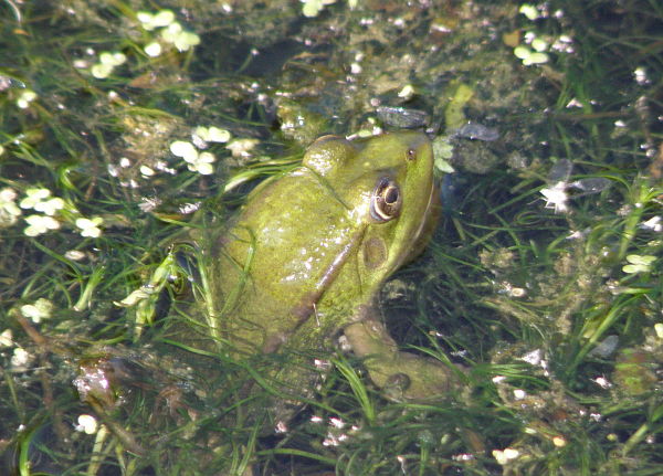 Pelophylax ridibundus