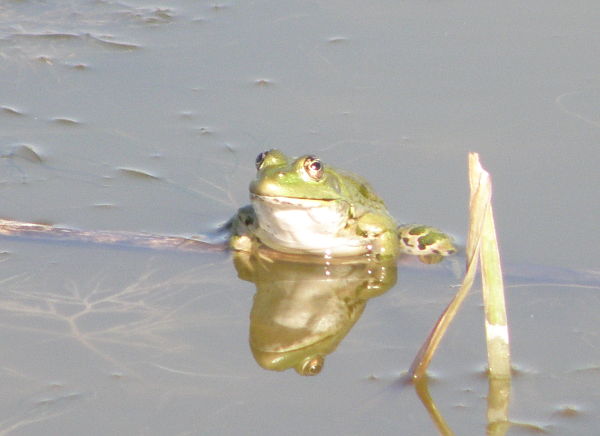 Pelophylax ridibundus