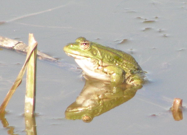 Pelophylax ridibundus