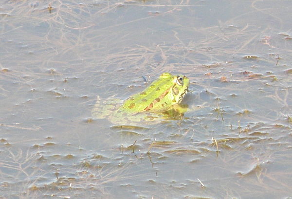 Pelophylax ridibundus