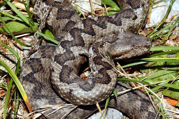 Vipera ammodytes