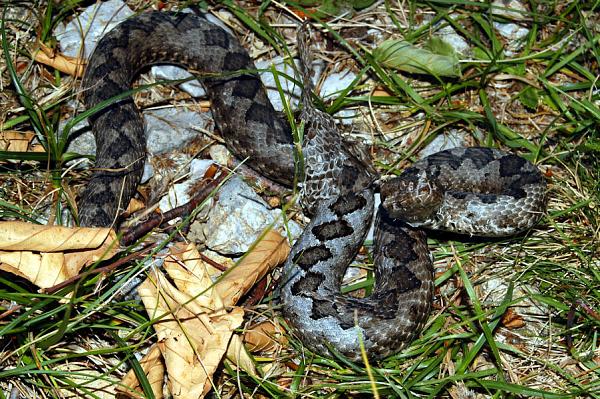 Vipera ammodytes