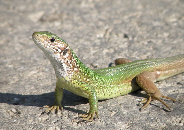 Lacerta viridis