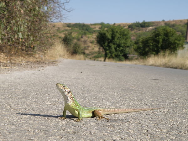 Lacerta viridis