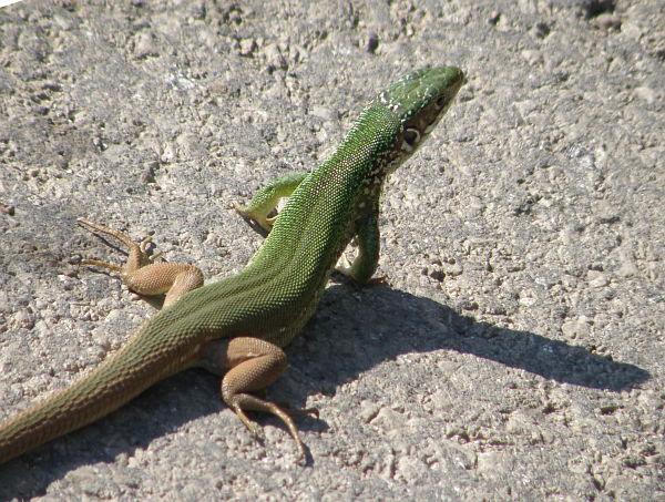 Lacerta viridis