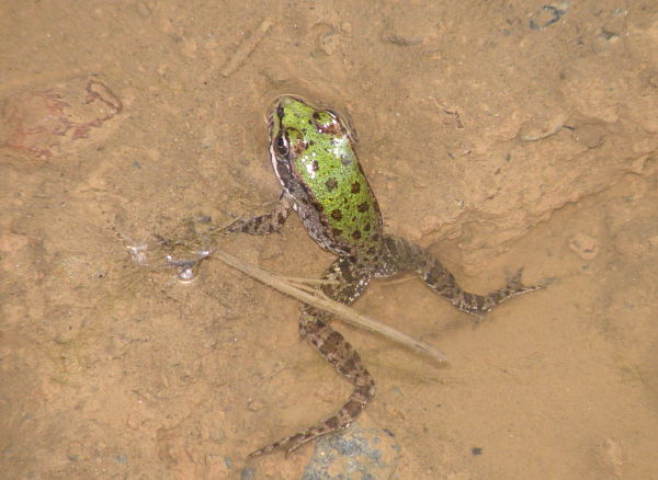 Pelophylax ridibundus