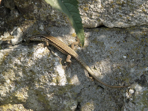 Podarcis muralis