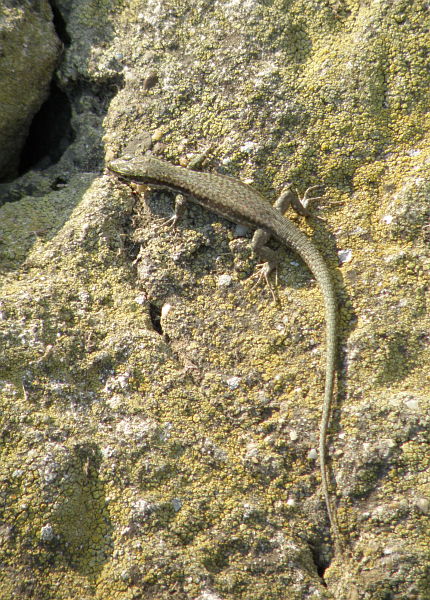 Podarcis muralis