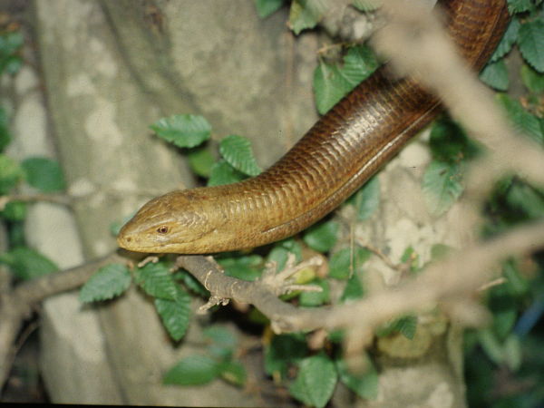 Pseudopus apodus