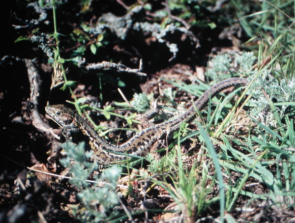 Lacerta viridis