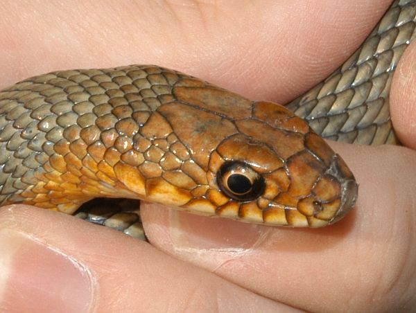 Dolichophis caspius