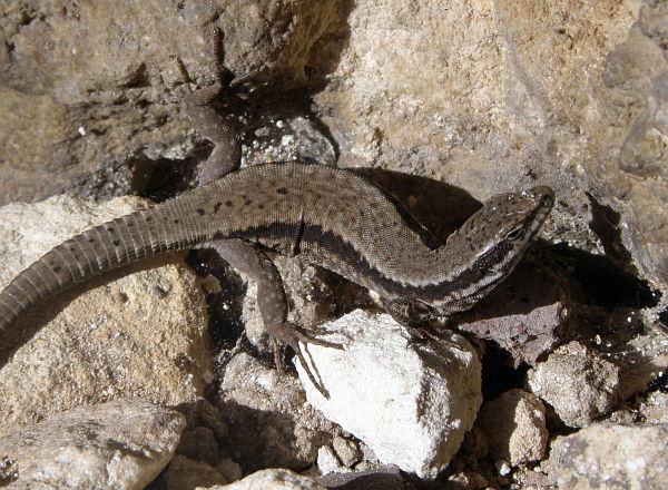 Podarcis muralis