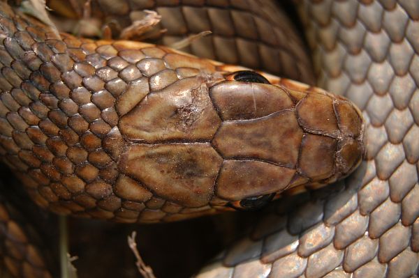 Dolichophis caspius