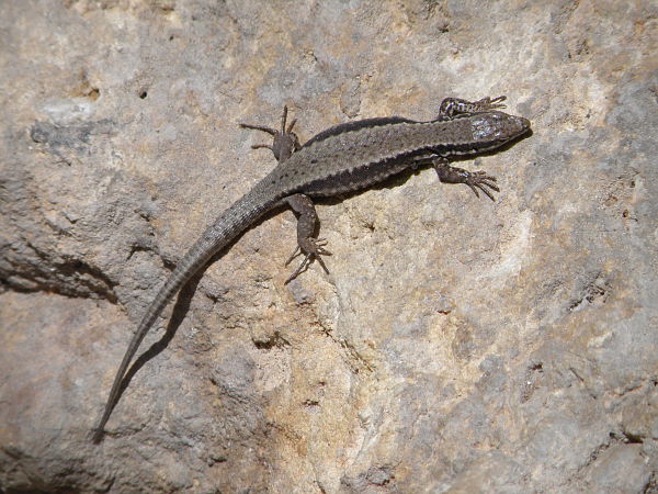 Podarcis muralis