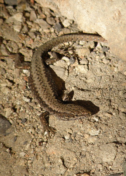 Podarcis muralis