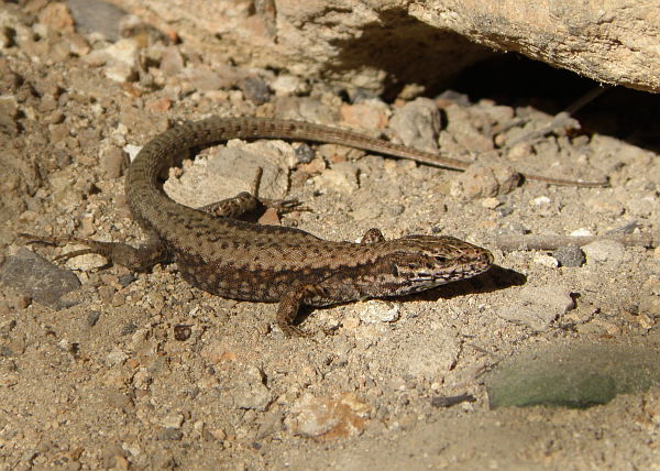 Podarcis muralis