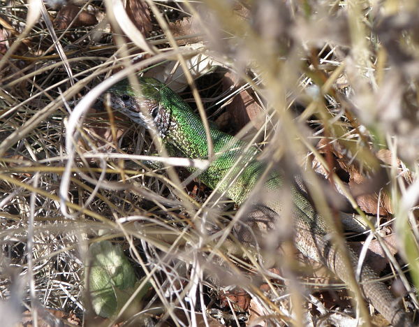 Lacerta viridis