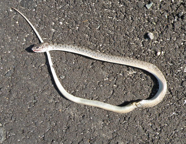 Dolichophis caspius