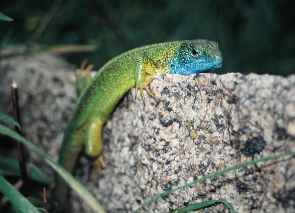 Lacerta viridis