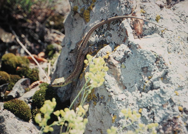 Lacerta viridis