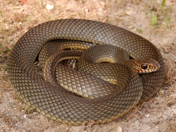 Dolichophis caspius