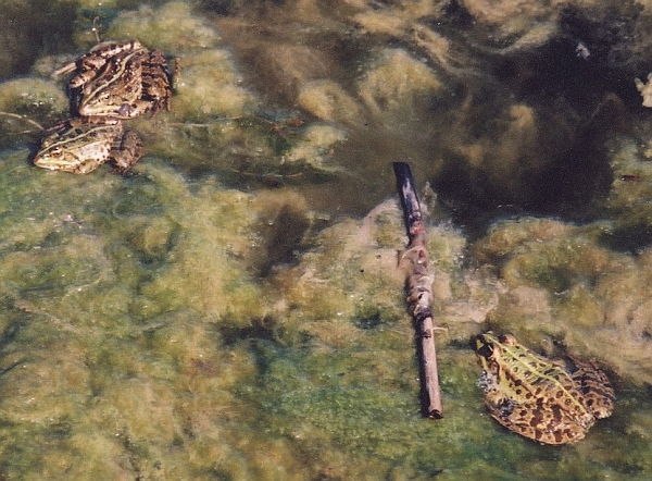 Pelophylax kurtmuelleri