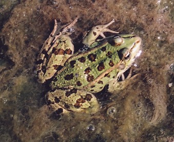 Pelophylax kurtmuelleri