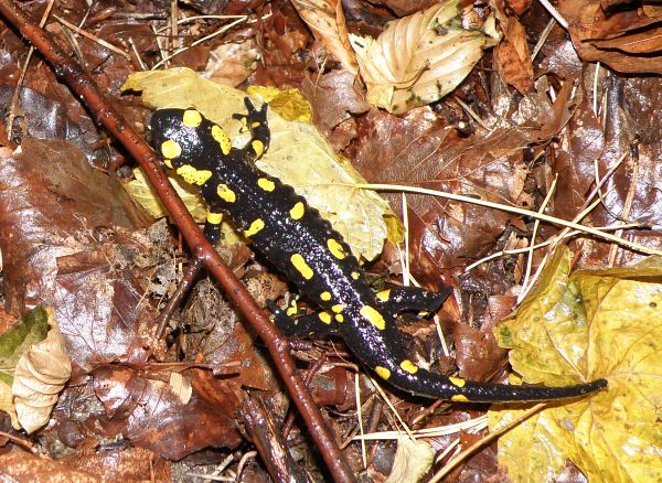 Salamandra salamandra