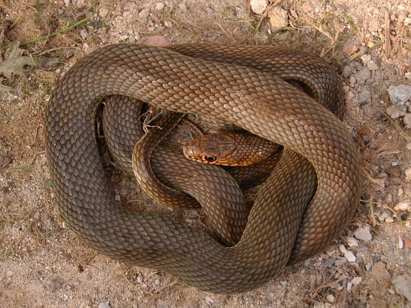 Dolichophis caspius