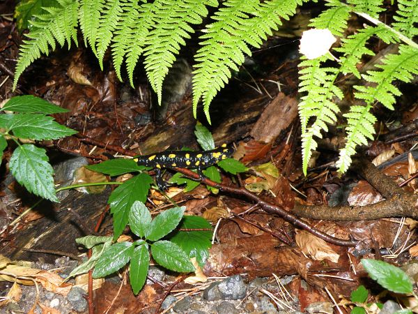 Salamandra salamandra