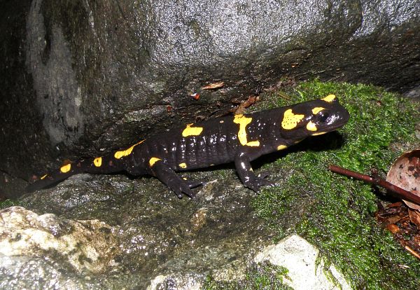 Salamandra salamandra