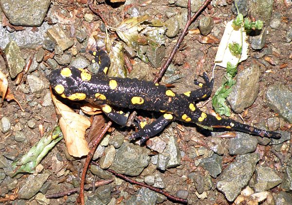 Salamandra salamandra