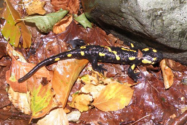 Salamandra salamandra