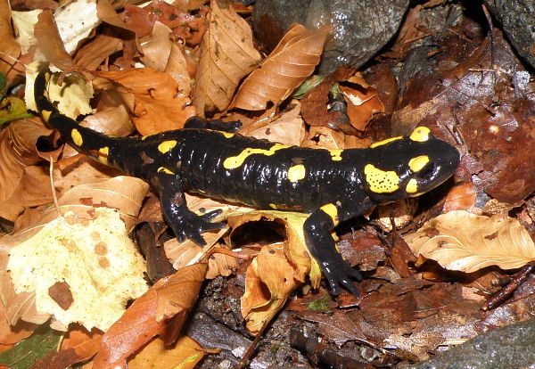 Salamandra salamandra