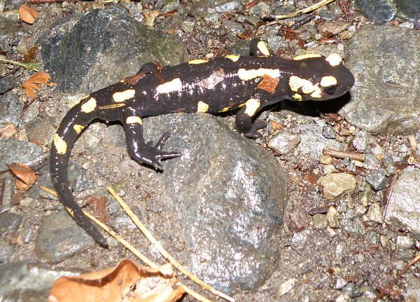 Salamandra salamandra