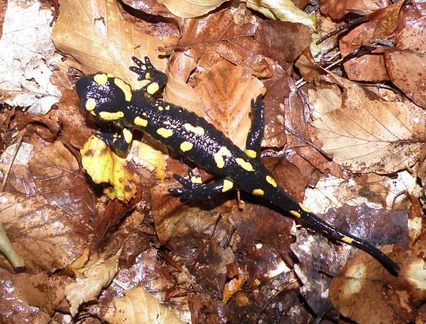Salamandra salamandra