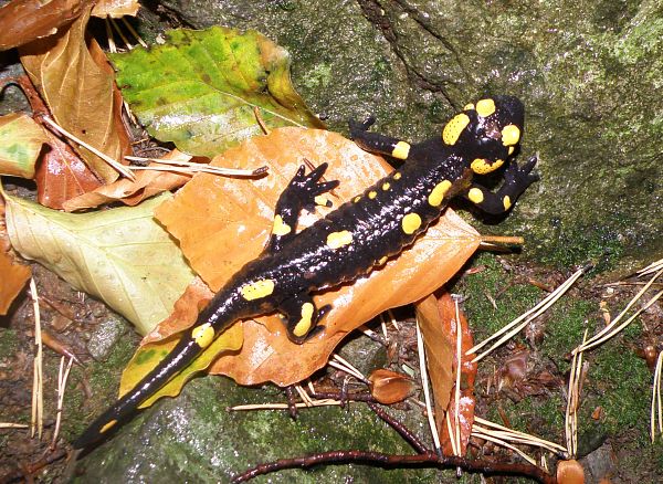 Salamandra salamandra