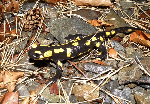 Salamandra salamandra