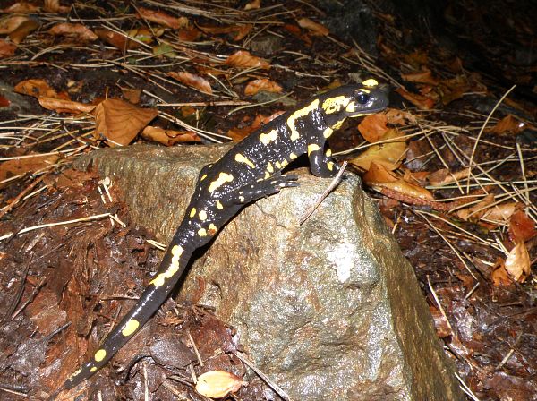 Salamandra salamandra