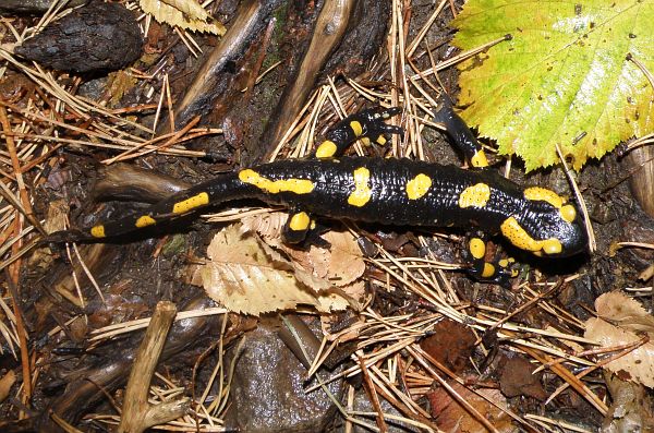 Salamandra salamandra